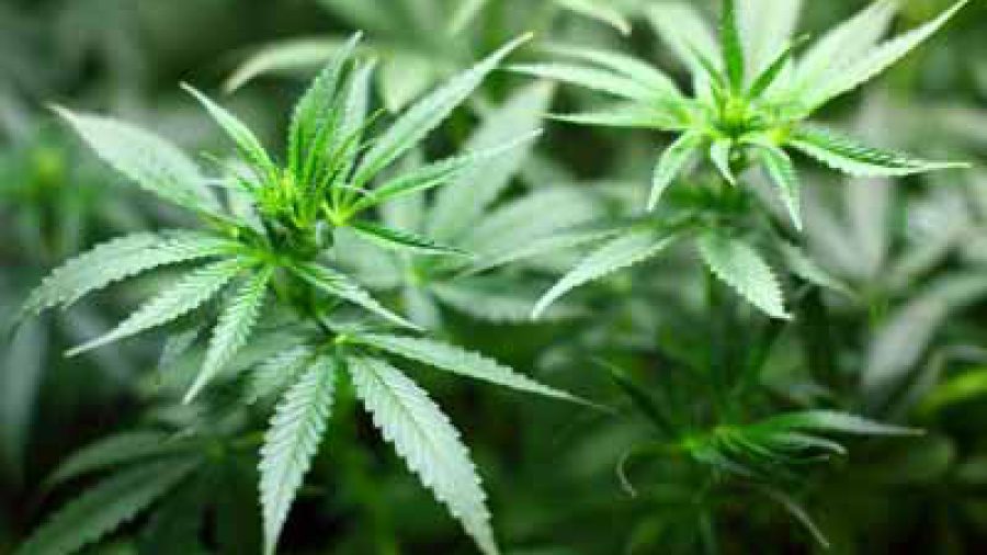legalizacion marihuana espana estancos